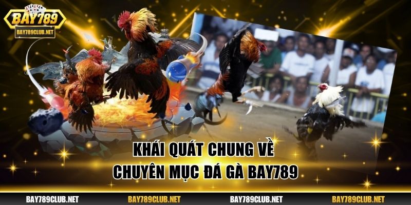 Đá Gà Bay789 - Cược Kịch Tính Và Nhận Thưởng Hăng Say Khái quát chung về chuyên mục đá gà BAY789